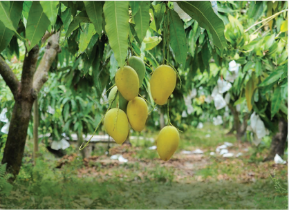 OCOP - XOÀI CÁT HÒA LỘC CAO LÃNH (COMBO 5KG)